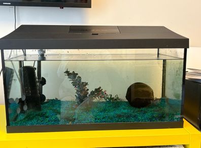 fish tank with 4 fish included