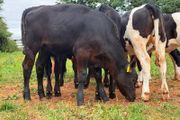 12 super weanling heifers 200kilos