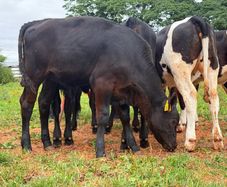 12 super weanling heifers 200kilos