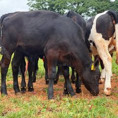 12 super weanling heifers 200kilos