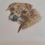 FRAMED A portrait of a curious young Border Terrier  a colored pencil original on pastel mat. Image 8