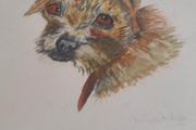 FRAMED A portrait of a curious young Border Terrier  a colored pencil original on pastel mat.