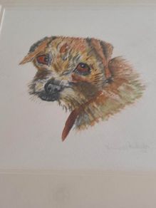 FRAMED A portrait of a curious young Border Terrier  a colored pencil original on pastel mat.
