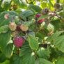 Raspberry canes (summer fruiting) Image 2