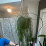 Mistletoe Cactus Image 4