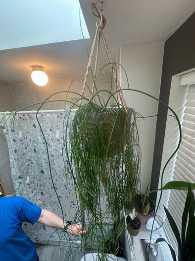 Mistletoe Cactus
