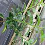 Portuguese Laurel Image 3