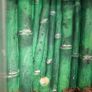 Exo Terra Bamboo Forest Tank Image 4