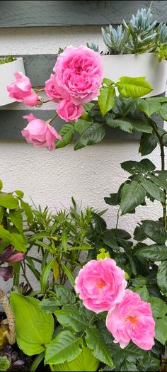garden plants
