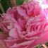 PetalPink