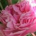 PetalPink