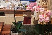 Assorted Artificial Plants in Stone Plant Pots x4
