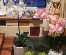 Assorted Artificial Plants in Stone Plant Pots x4