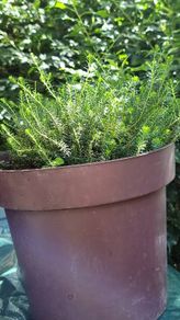 plants