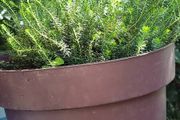 plants