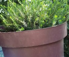 plants