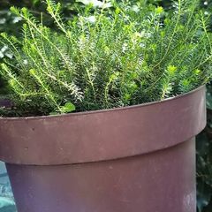 plants