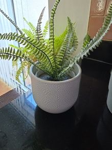 article plant with pot