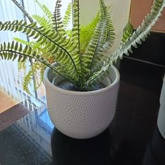 article plant with pot