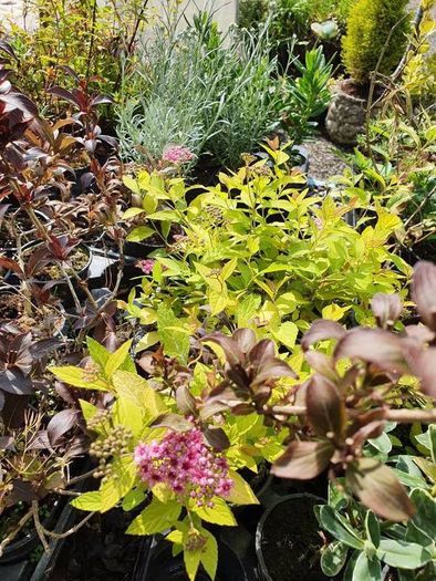 Shrubs, Garden Plants