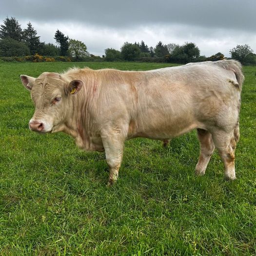 3 purebred registered charlaois bulls for sale