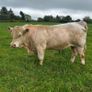 3 purebred registered charlaois bulls for sale Image 5