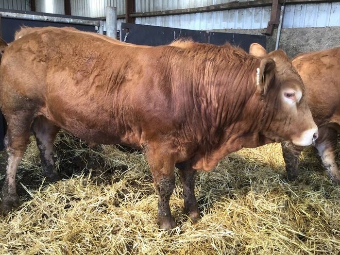 Pbr limousine bulls