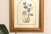 Vintage Hyacinth Botanical Print Framed Nederlandsch Bloemwerk Cottagecore Framed Art 12.5x15 inches