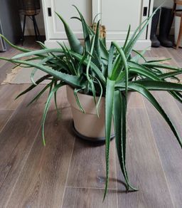 Aloe Vera plant