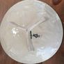 Antique 1930s Charlotte Rhead Charger Image 2