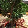 Crassula (Money Tree), 16 years old Image 4