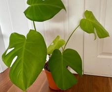 Monstera Deliciosa house plant