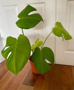 Monstera Deliciosa house plant