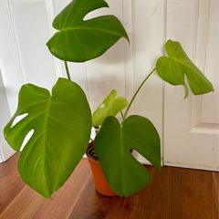 Monstera Deliciosa house plant