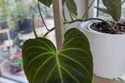 Philodendron Splendid