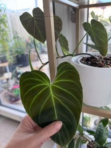 Philodendron Splendid