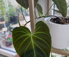 Philodendron Splendid
