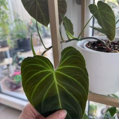 Philodendron Splendid