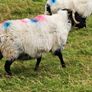 Organic Sheep Image 4