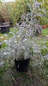Silver Ragwort 'Dusty Miller plant