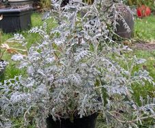 Silver Ragwort 'Dusty Miller plant