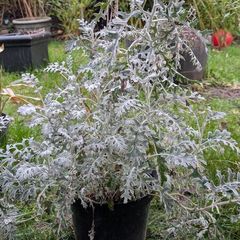 Silver Ragwort 'Dusty Miller plant