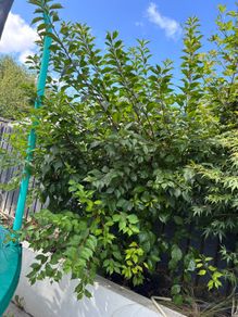 2 cherry's blossoms 2 Japanese acres 4 years old