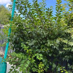 2 cherry's blossoms 2 Japanese acres 4 years old
