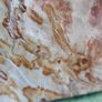 Dolomite Slab Rolling Hills Dolomite Image 9