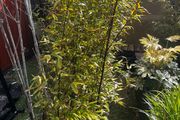 5 x large bamboo