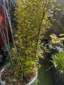 5 x large bamboo