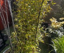 5 x large bamboo