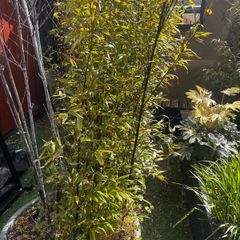 5 x large bamboo