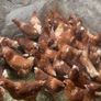 lovely hens Image 7